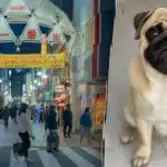 10 másodperc alatt kell megtalálnod egy mopszot egy képen: egy