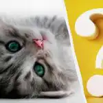 Csak a magas IQ-val rendelkezők vesznek észre egy macskát az