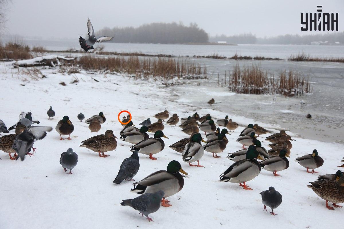Egy veréb bújt el az optikai illúzió központ közelében / kollázs az Moje fotójával
