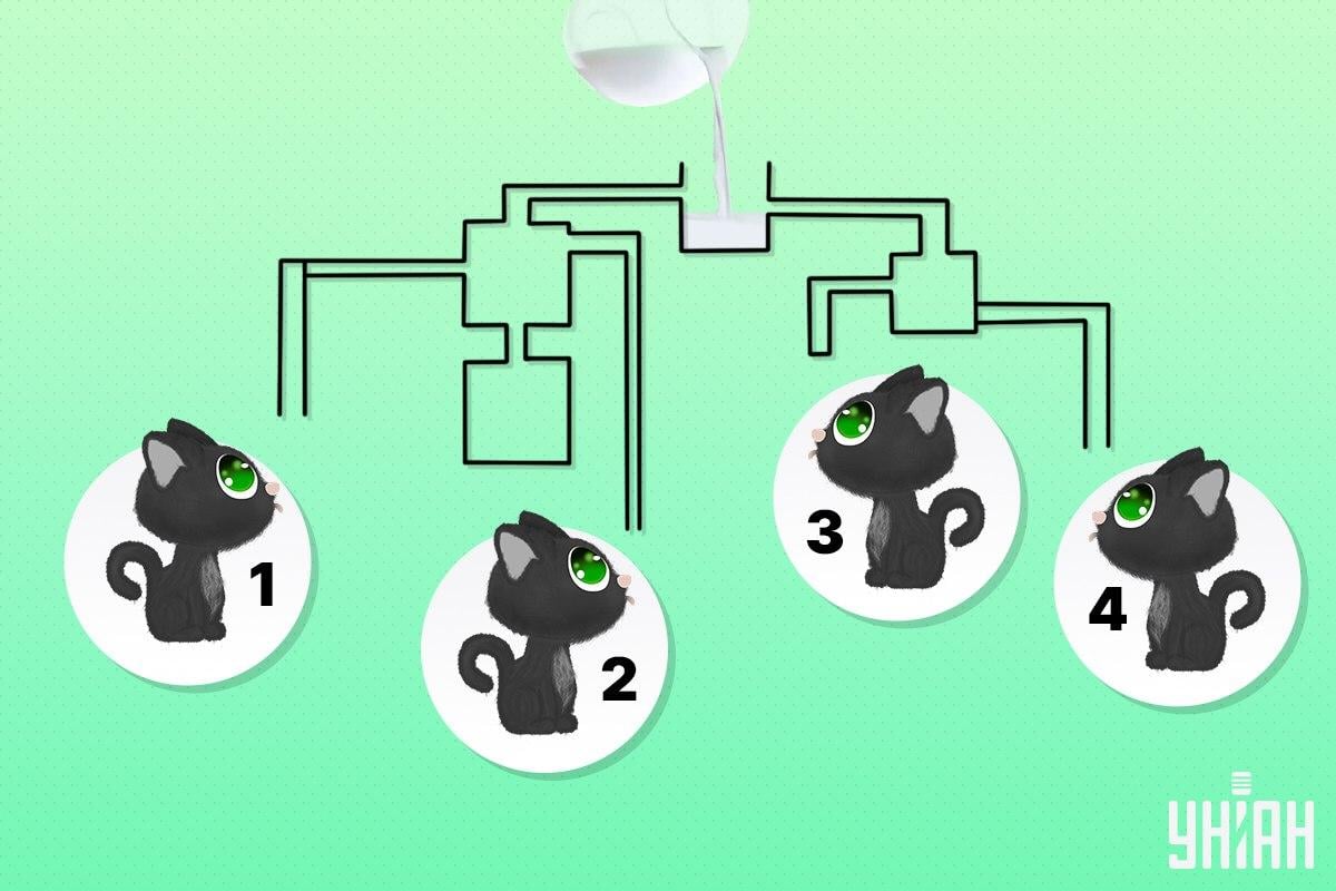 Keresd meg azt a macskát, aki elsőként tud tejet inni / Moje kollázs