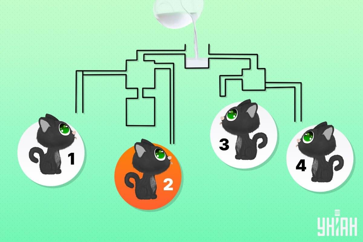 A szerencsés macska a 2-es számú volt / Moje kollázs