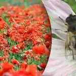 A legnehezebb optikai csalódás: egy méhecskét kell találni a pipacsok