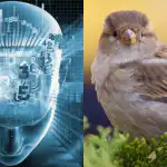 Csak a fantasztikus IQ-val rendelkezők találnak meg egy verebet 11