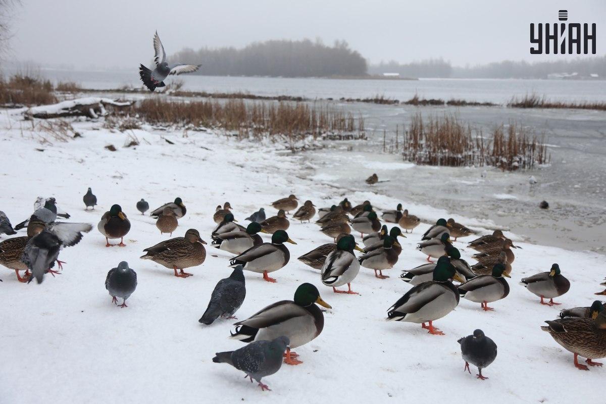 Találj meg egy verebet másodpercek alatt / kollázs az Moje fotójával