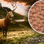 Csak a magas IQ-val rendelkezők tudják kezelni: meg kell találni