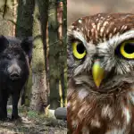 Csak erős IQ-val rendelkezők találják meg a ravasz baglyot 9 másodperc alatt: kifinomult optikai csalódás Csak erős IQ-val rendelkezők találják meg a ravasz baglyot 9