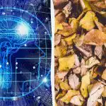 Gyors trükk IQ-teszt: találj három teknőst a levelek között 9