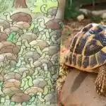 Még a zsenik sem találják meg a rejtvény megfejtését: a