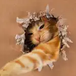 Mennyire zseniális a macskád: egyszerű IQ-teszt játékkal és dobozzal