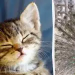 Mindenki lát egy pávát, és csak a magas IQ-val rendelkező