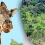 Találd meg az összes állatot a képen 10 másodperc alatt: