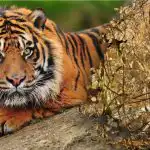 Zavaros rejtvény hihetetlen válasszal: meg kell találnod egy tigrist az